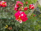 DSCN1017[1]