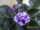SAM_9901