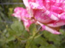 P1240837