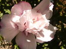 Hibiscus Syriacus Carneus Plenus