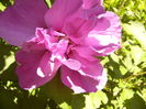Hibiscus Syriacus Duc de Brabant