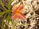 Hemerocalis Pretty Fancy