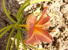 Hemerocalis Pretty Fancy