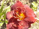 Hemerocalis Night Embers