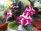 SAM_0225