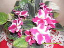 SAM_0357