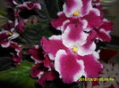 SAM_0360