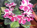 SAM_0382