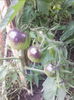 IMG_20150630_200958