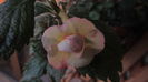 Lemon orchad