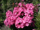 IMG_20150701_114250