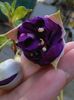 fuchsia deep purple