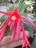 Fuchsia Gartenmeister Bonstedt