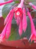 Fuchsia Gartenmeister Bonstedt