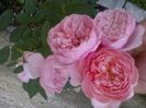 The Alnwick Rose 1