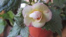 Lemon Orchad