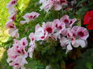 DSCN7570