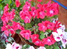 DSCN7577