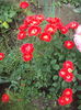 DSC00425