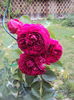 DSC00454