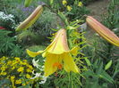 Crini golden splendour