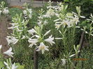 Crini-lilium candium -2015