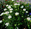 monarda alba