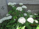 Hortensia Anabelle