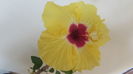 Boreas Yelow- azi