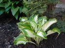 hosta 3 - undulata mediovariegat a (4)