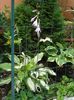 hosta 3 - undulata mediovariegat a (7)