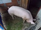 pietrain2_8luni