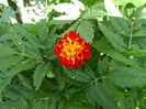 IMG_20150702_123518