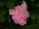 DSCN1907