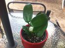 Hoya meliflua