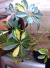 Scheflera ( Arborele umbrela)