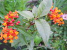 asclepias currasavica