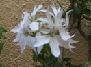 Pierduta
