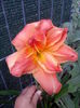 IMG_20150629_081533