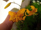 IMG_20150627_100414