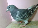 VINDUT