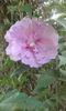 hibiscus cliffon lavender