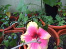DSC04301