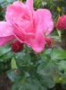 DSC04311