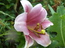 DSC04316
