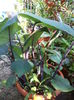 DSC04336