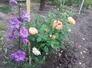 lady of shalott
