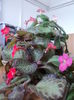 DSC09501