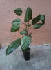 SURINAM VARIEGAT