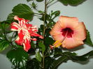 DSC02368